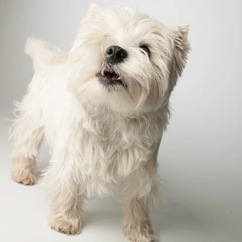 Furniture, Transition, The Not-So-Virtual Office, An Office Fido-Ciary and The Very Real Landfill.