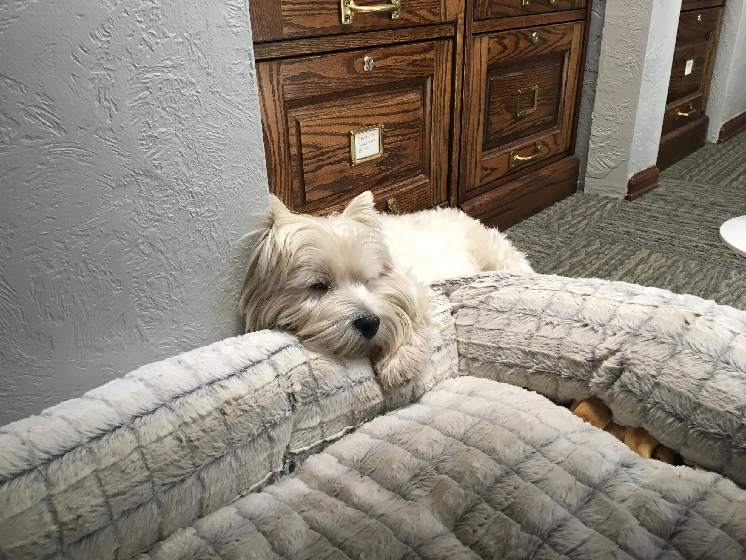 Working with a Professional Pawyer on a Daily Basis Makes Good Scents.