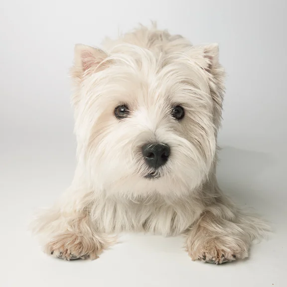 The Birthday of a Pawtner.