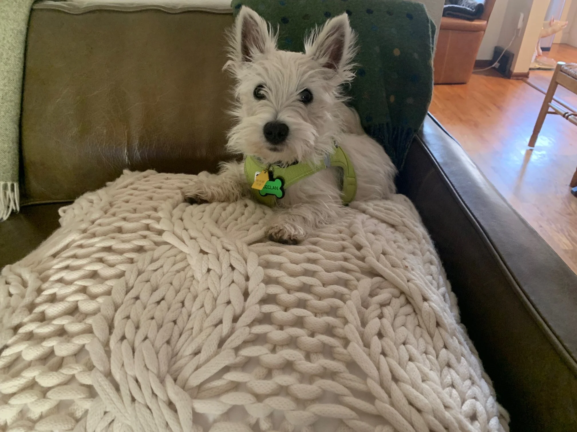 My Professional Life in Dog Years.   