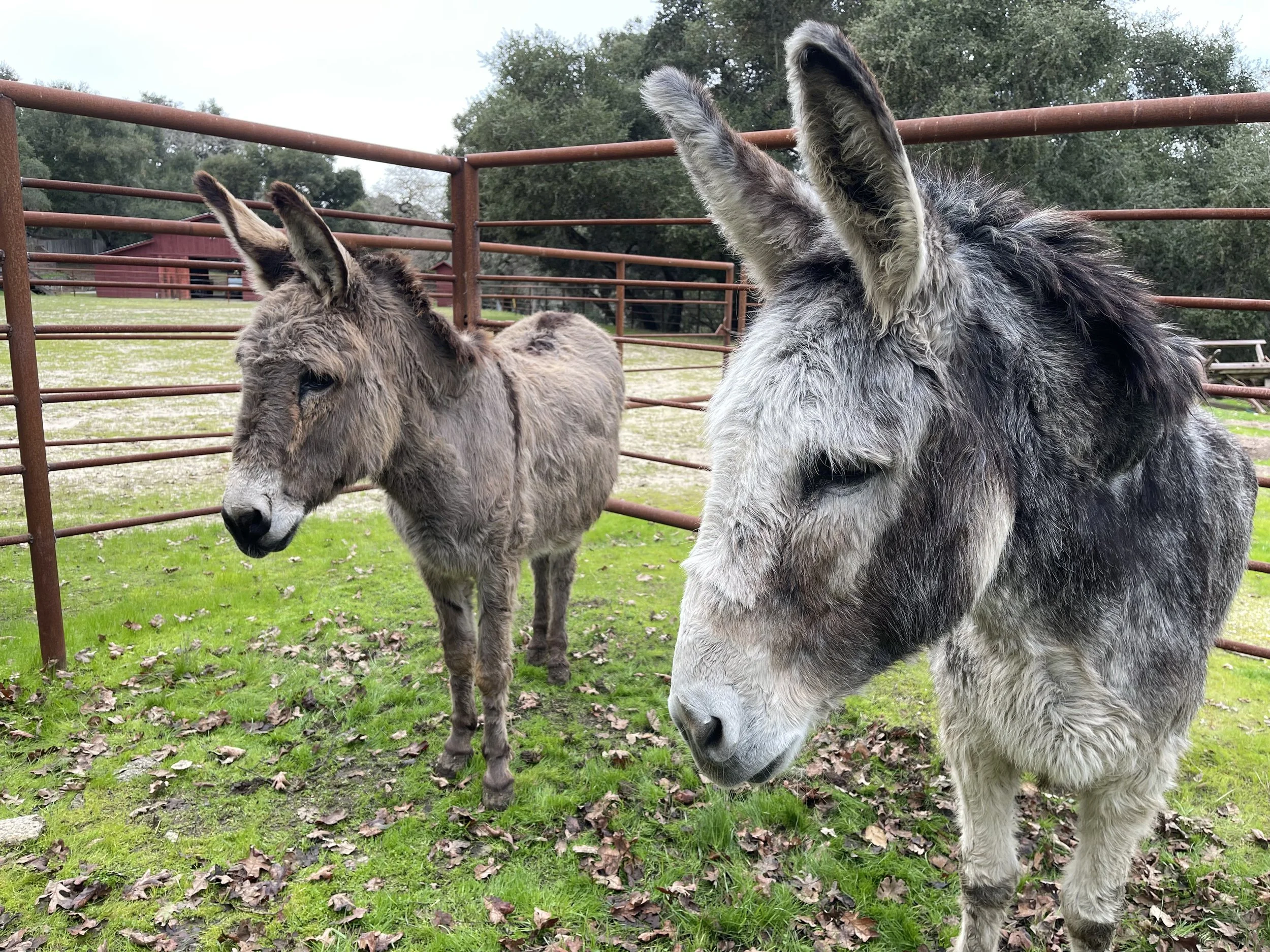 May 8th is World Donkey Day!