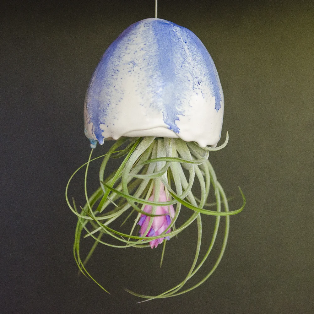 Air Plant Jellyfish | 'Cweed' | Pottery Airplants | Handmade Ceramic Air  Plants  Marianne Annereau Australian Potter