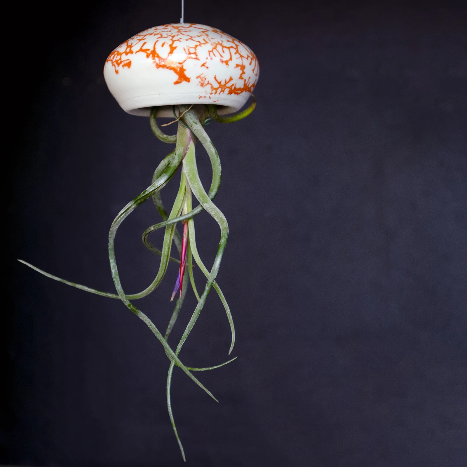 pottery-tillandsia-air-planter-cillamore_1.jpg
