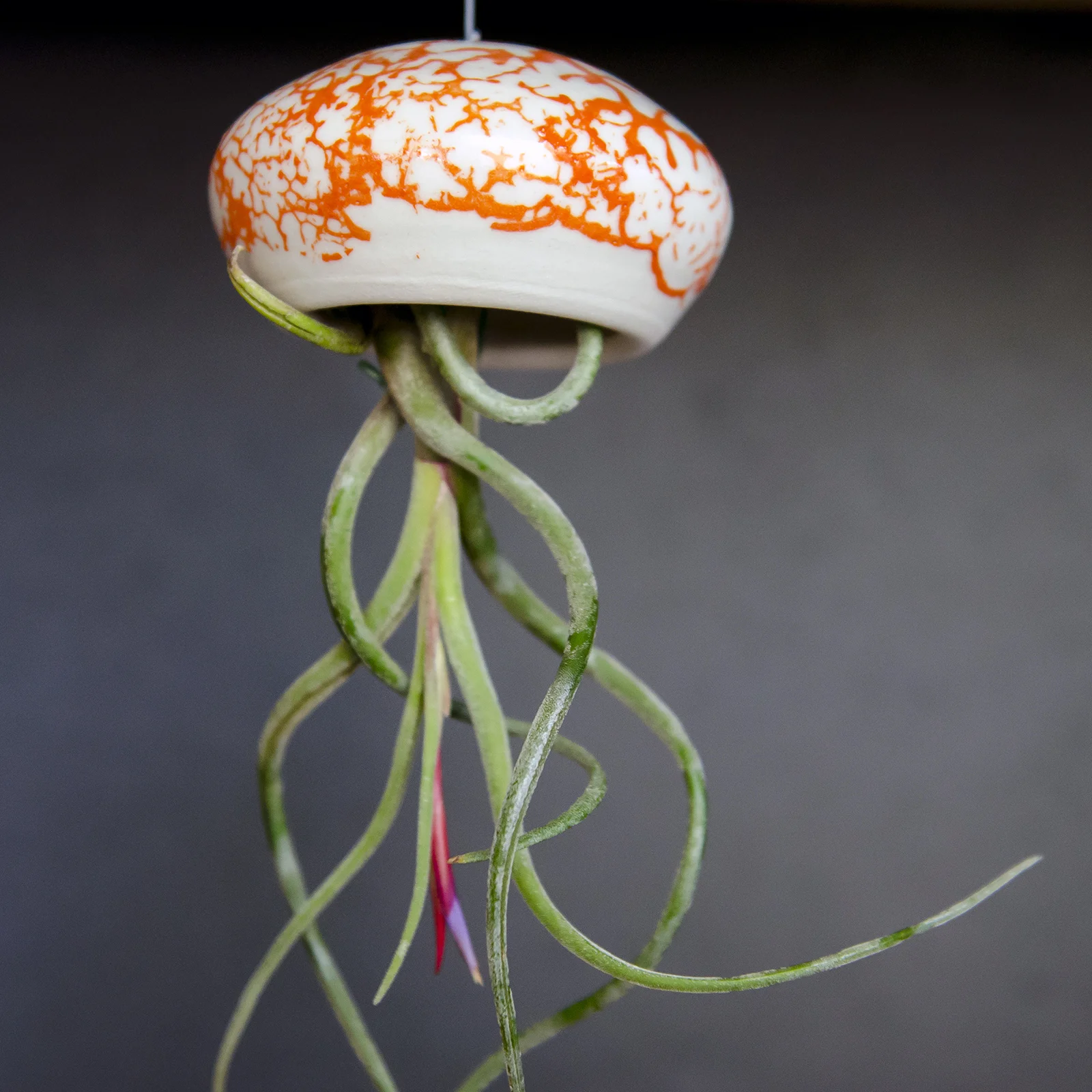 pottery-tillandsia-air-planter-cillamore_6.jpg
