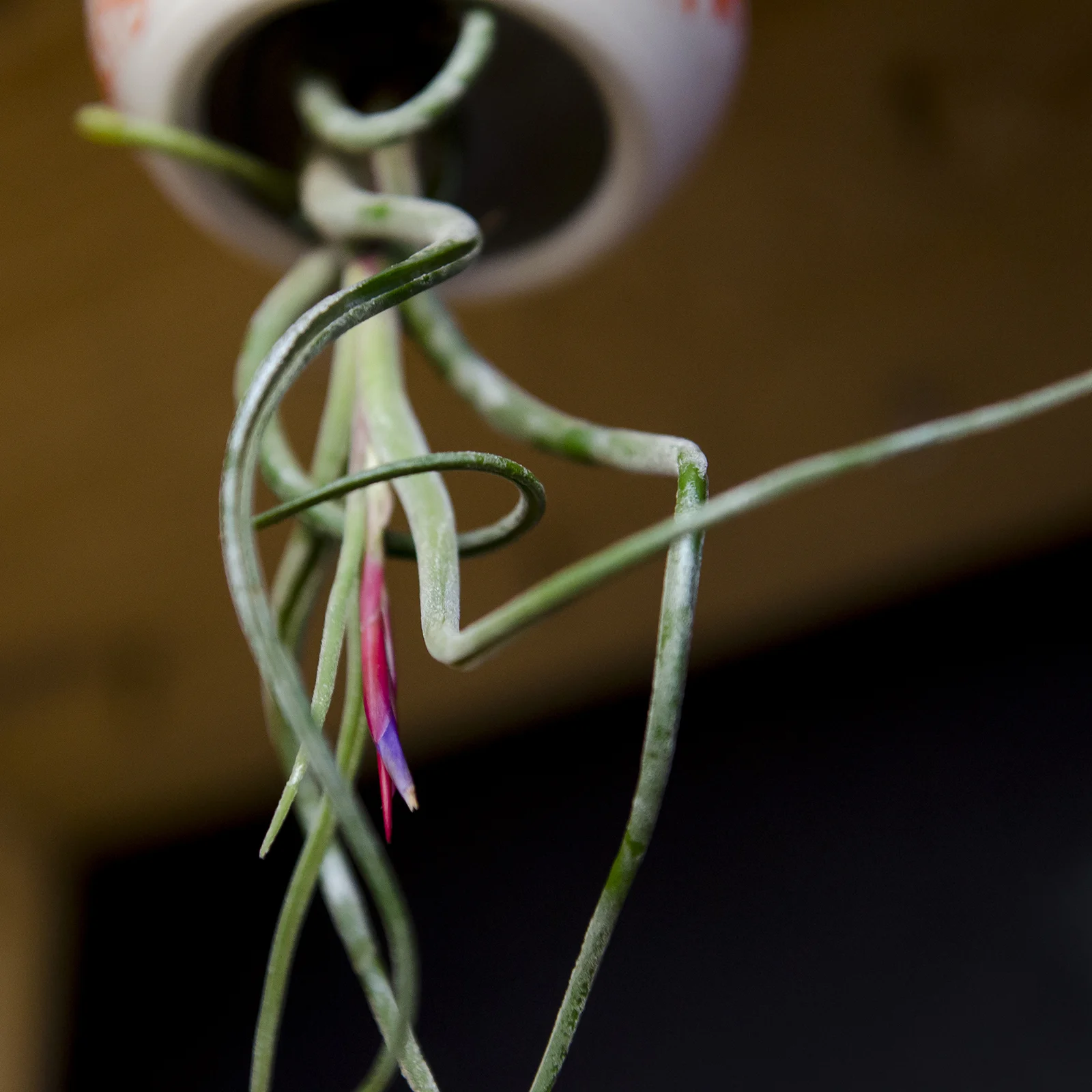 pottery-tillandsia-air-planter-cillamore_8.jpg