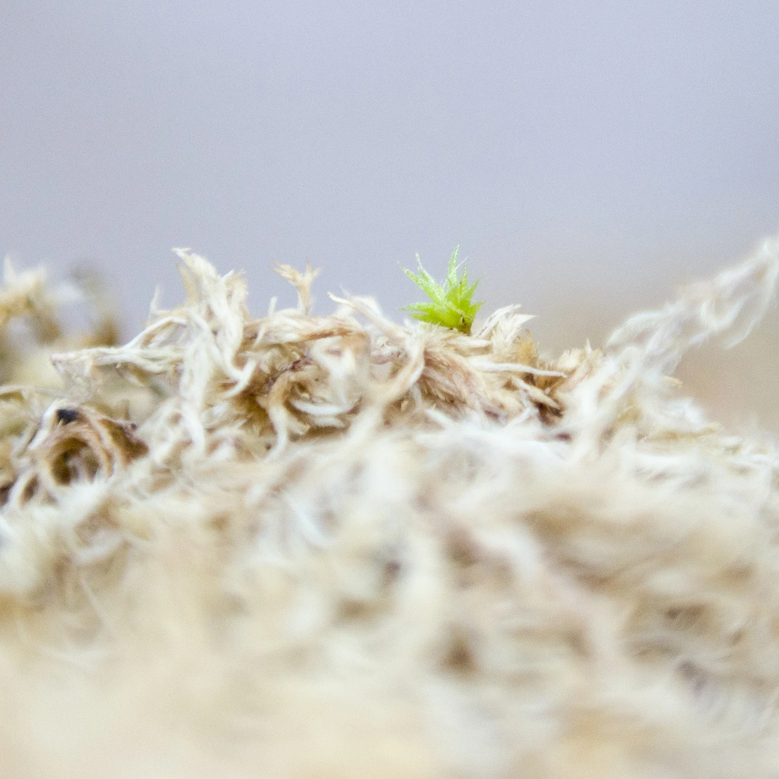 This air plant pup is on a ‘bed’ of Sphagnum Moss. It will be misted twice daily.