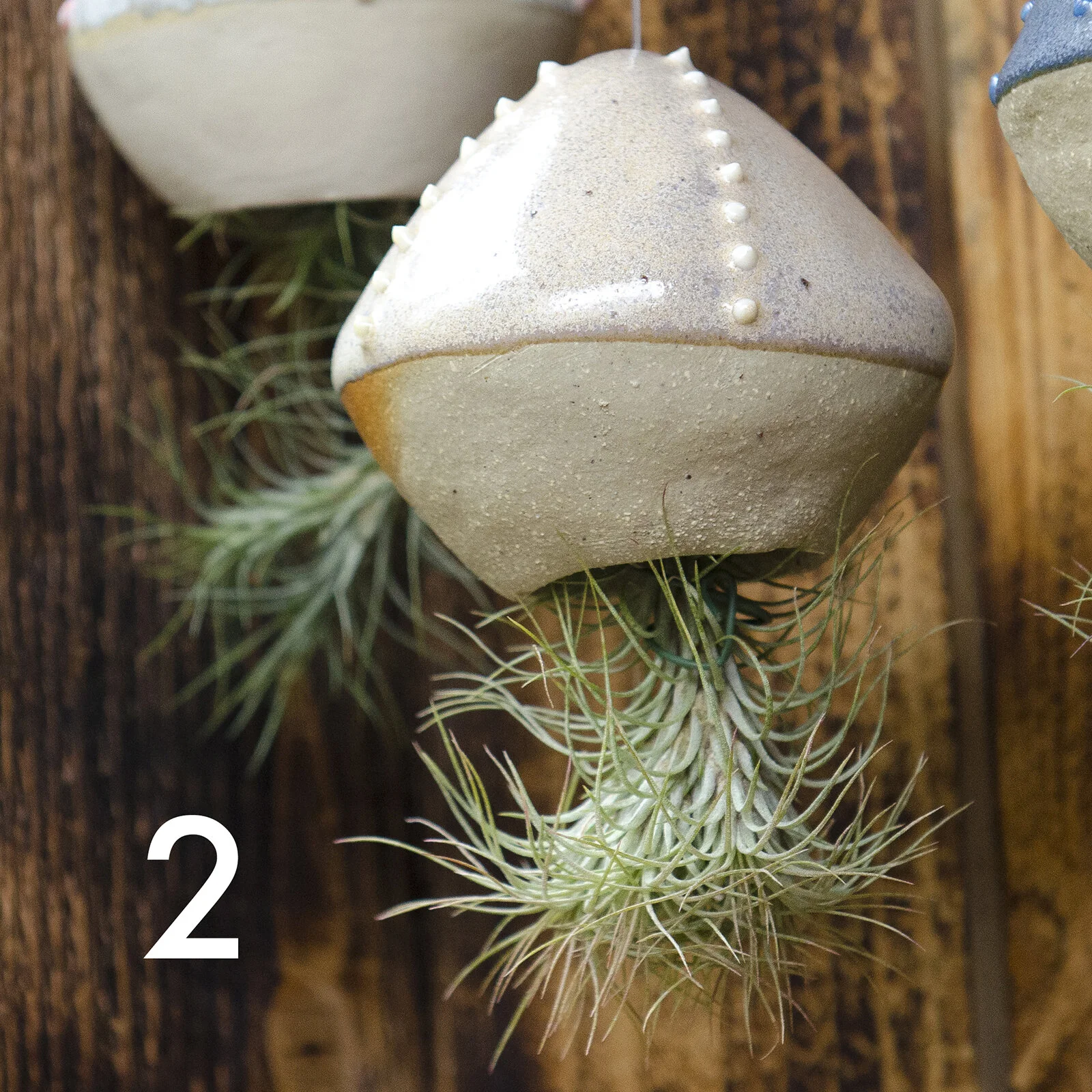 air-plant-shipelle-2.jpg