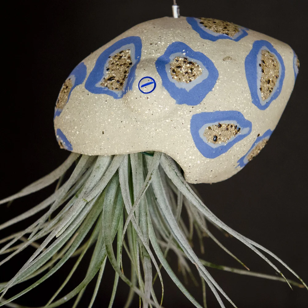 Air Plant Octopus - 'Bogus' . Blue Ringed Octopuses, Squid and Jellyfish Air  Plants Australia  Marianne Annereau Australian Potter