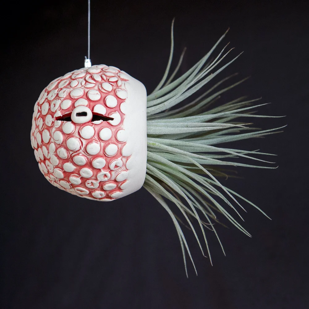 Air Plant Octopus- 'Mort' | Pottery Airplants and Ceramic Octopuses | Sea  Creature Air Plants  Marianne Annereau Australian Potter