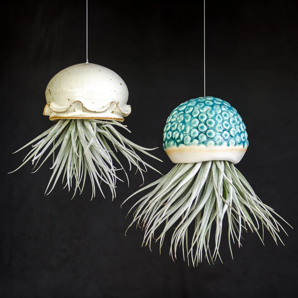 Jellyfish Air Plant Perth, Western Australia. Handmade Air Plants  'Titanica' Jelly Fish Air Plants  Marianne Annereau Australian Potter
