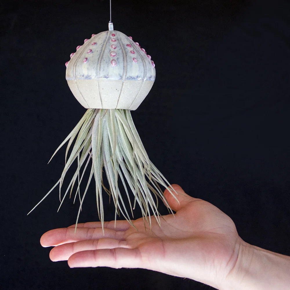 Air Plant Sea Urchin in Handmade Pot | Shipelle | Made in Australia   Marianne Annereau Australian Potter