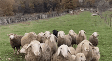 sheep-blacksheep.gif