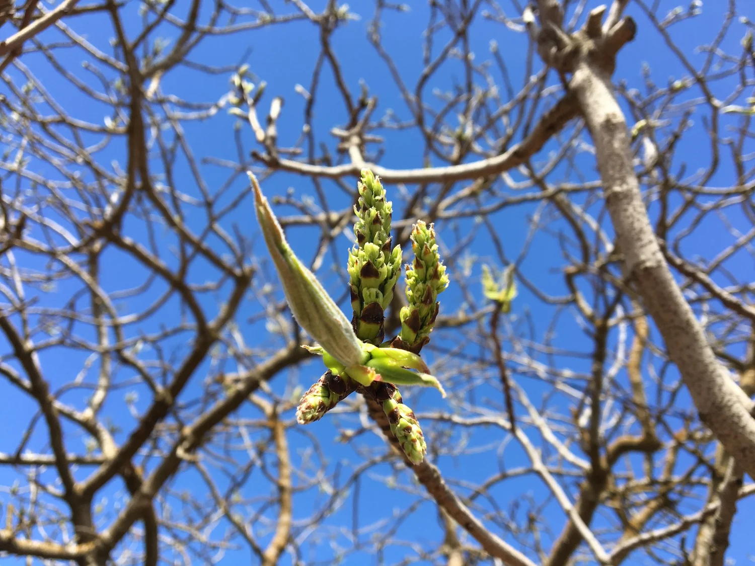 Encore: Pistachio Dormancy with Craig Kallsen episode artwork