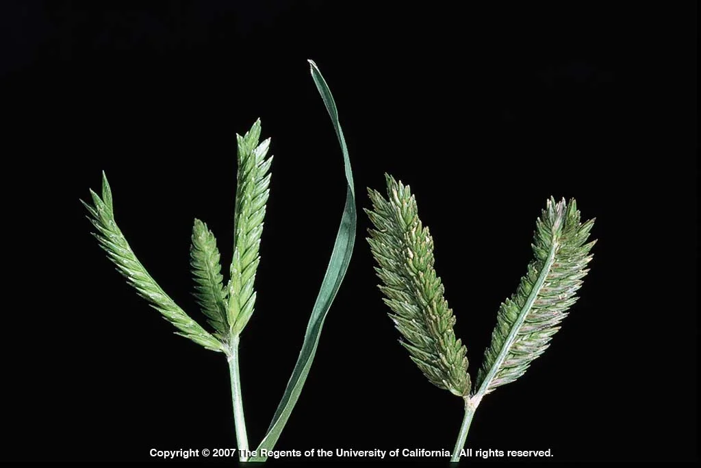 Threespike Goosegrass. Photo by Joseph DiTomaso