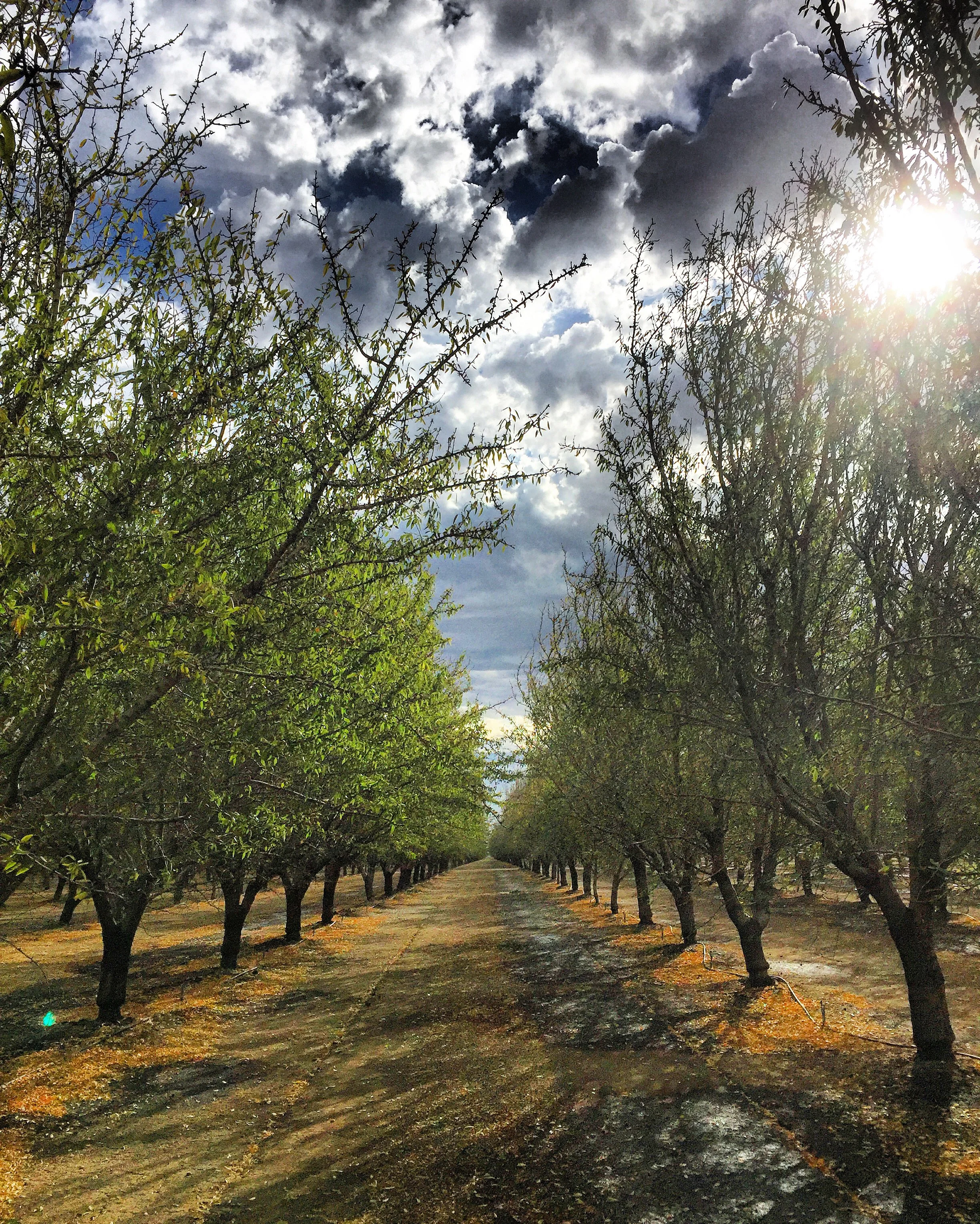 Irrigation Part 1: Management with David Doll 