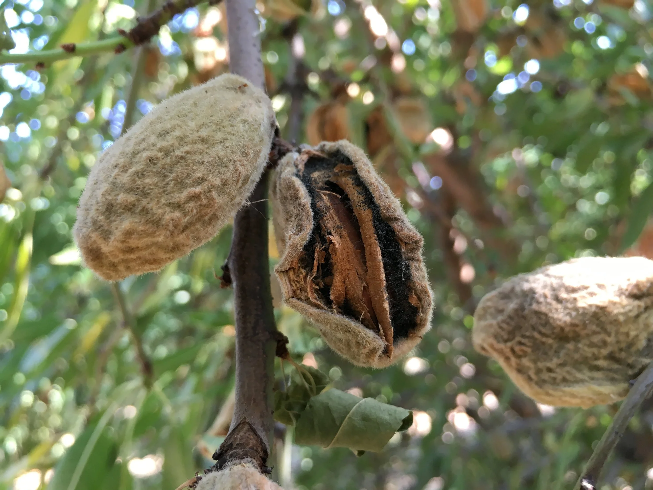 Aspergillus Hull Rot in Almonds with Mohammad Yaghmour