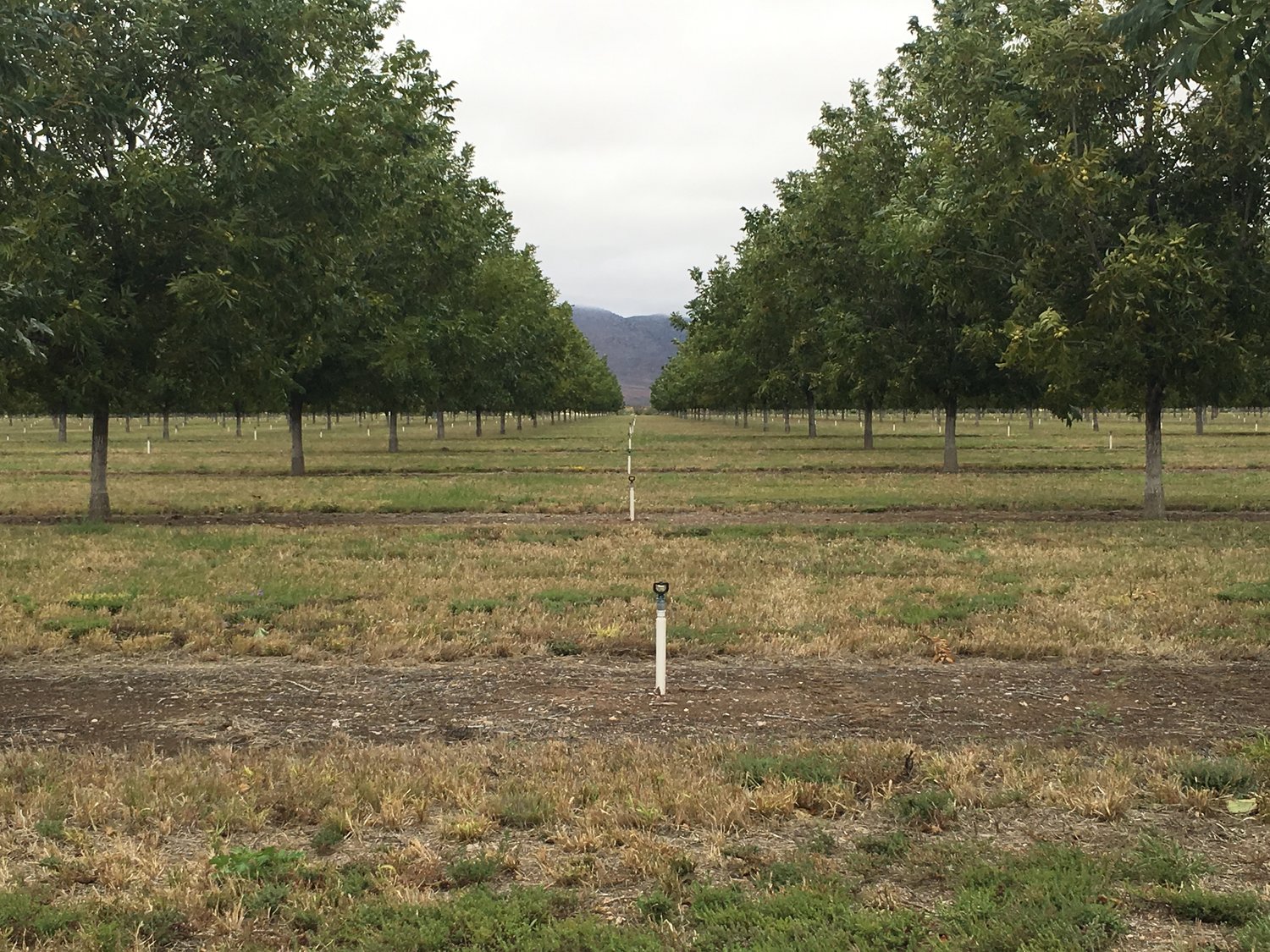 Pecan Basics with Dr. Richard Heerema