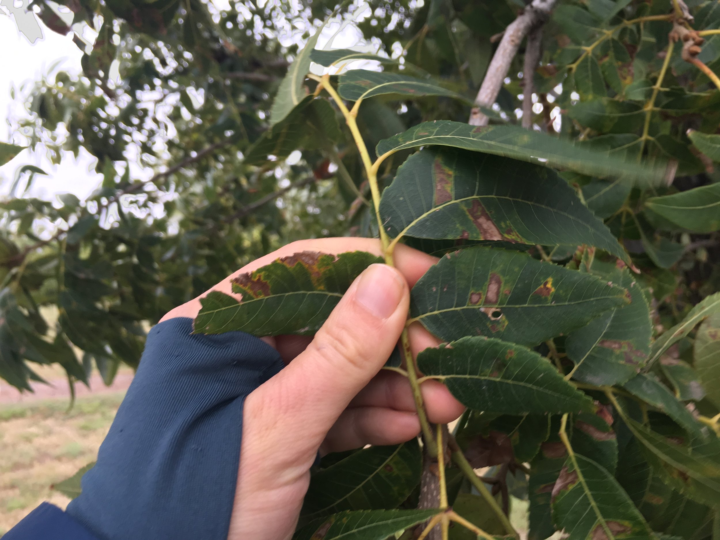 Pecan Insect Pests with Dr. Richard Heerema