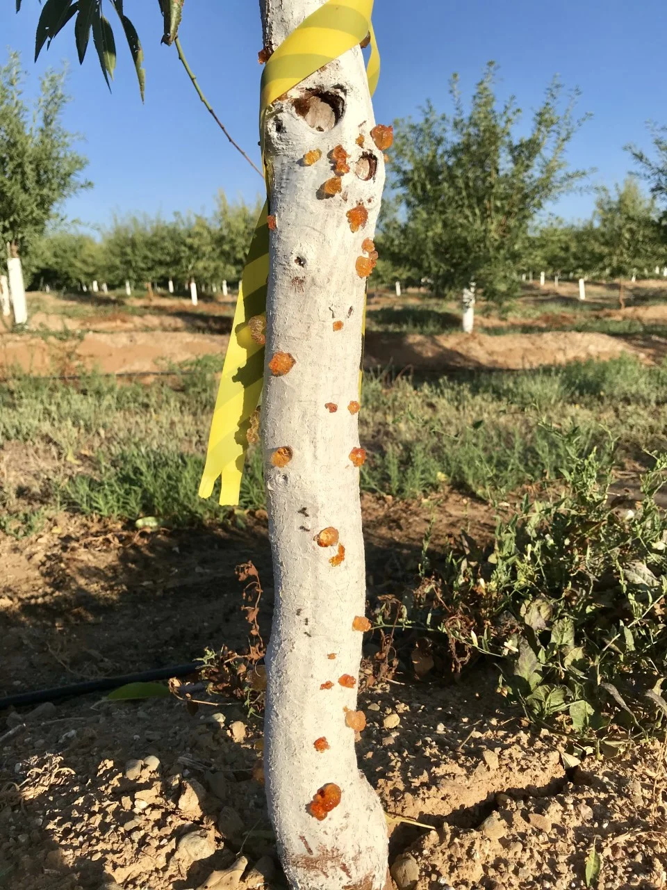 Mitigating Herbicide Damage in Young Almonds with Dani Lightle  Growing  the Valley