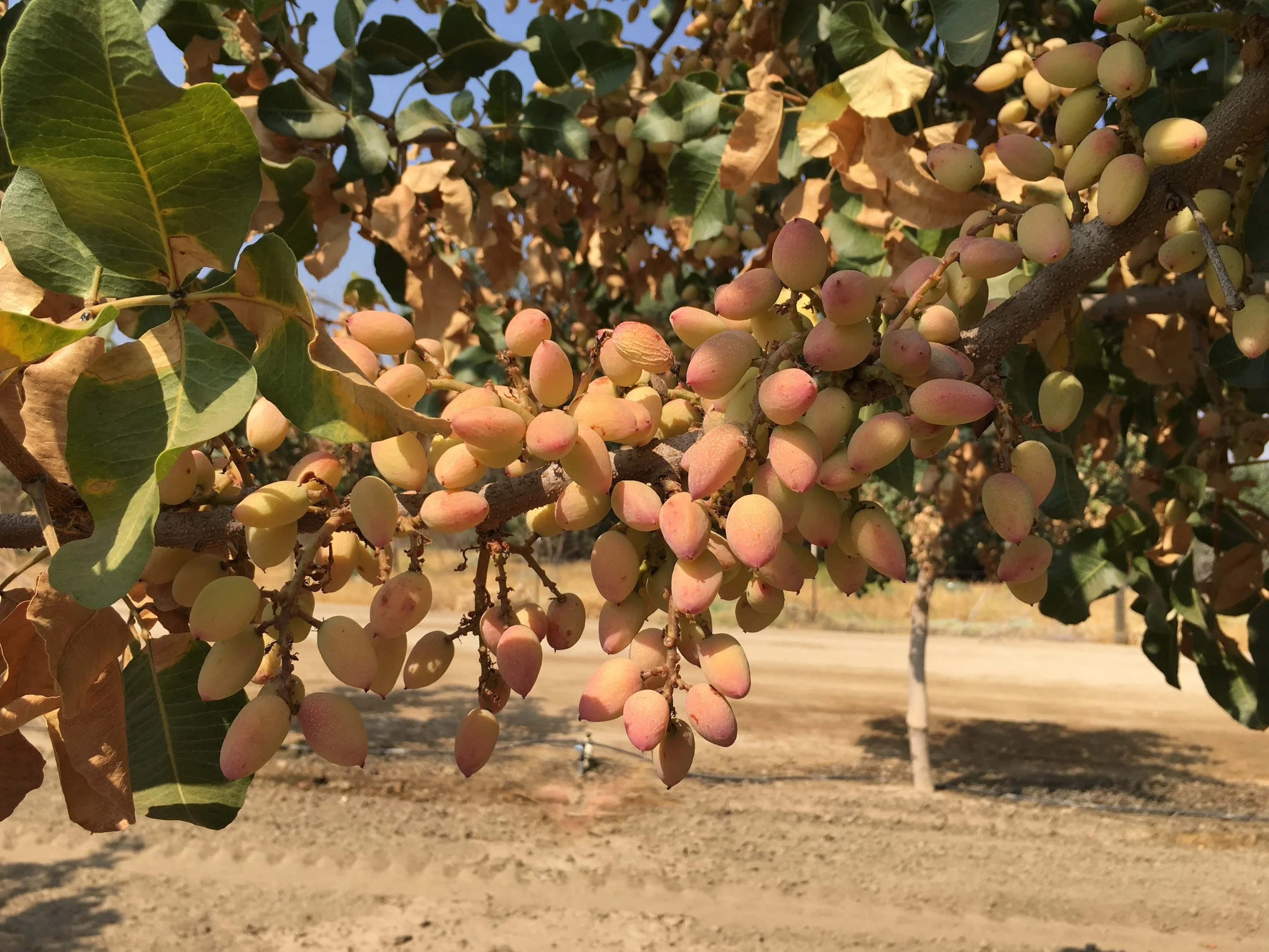 Brown Marmorated Stink Bug in Pistachios with Kent Daane