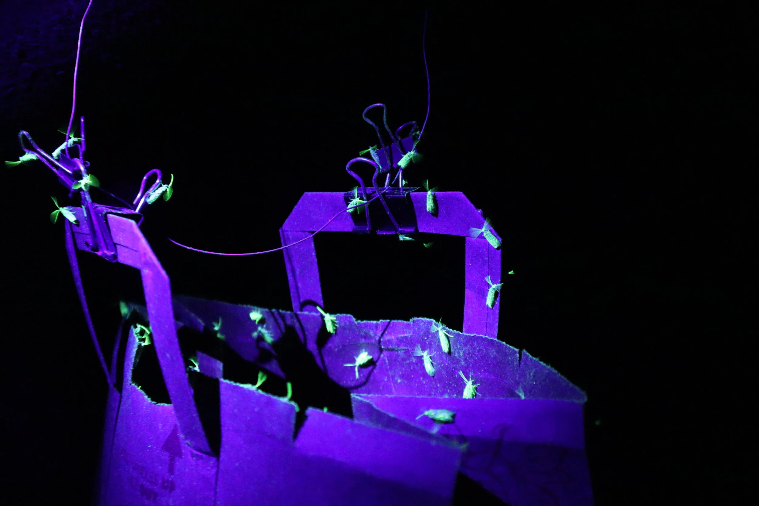 2019 Sterile Insect Program Update with Houston Wilson