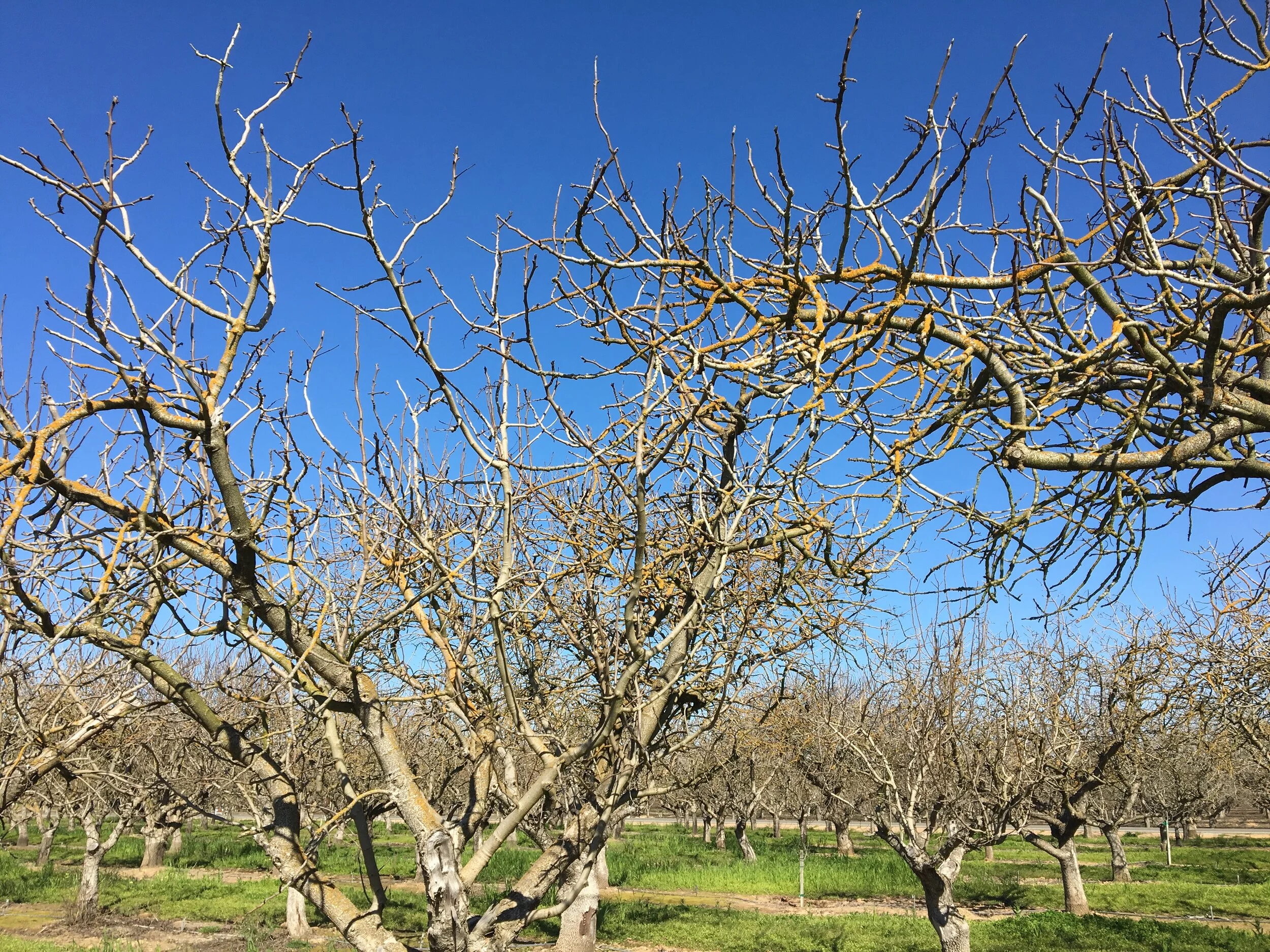 IPM Advisor reflections for 2019