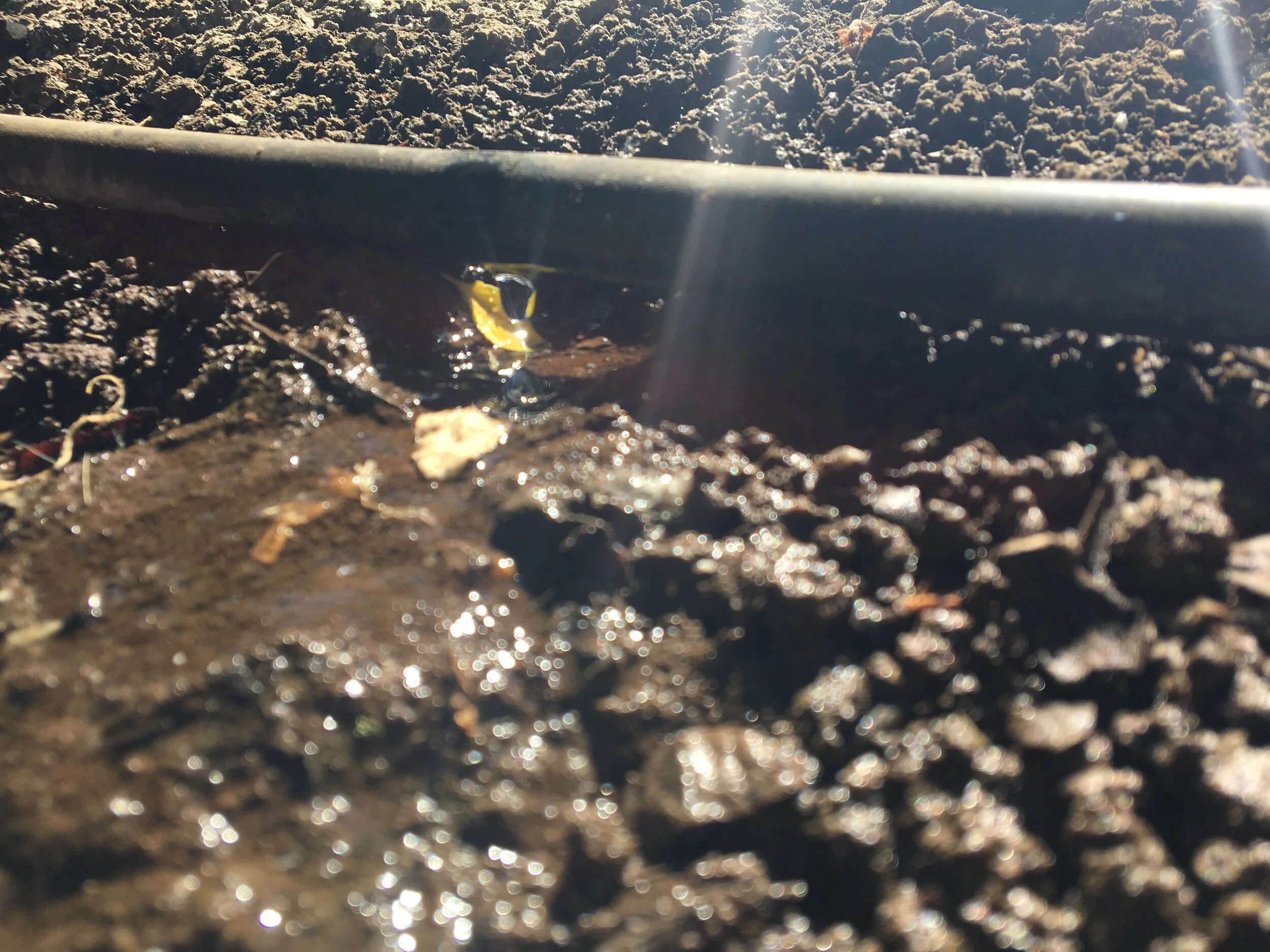 Basic Irrigation Monitoring