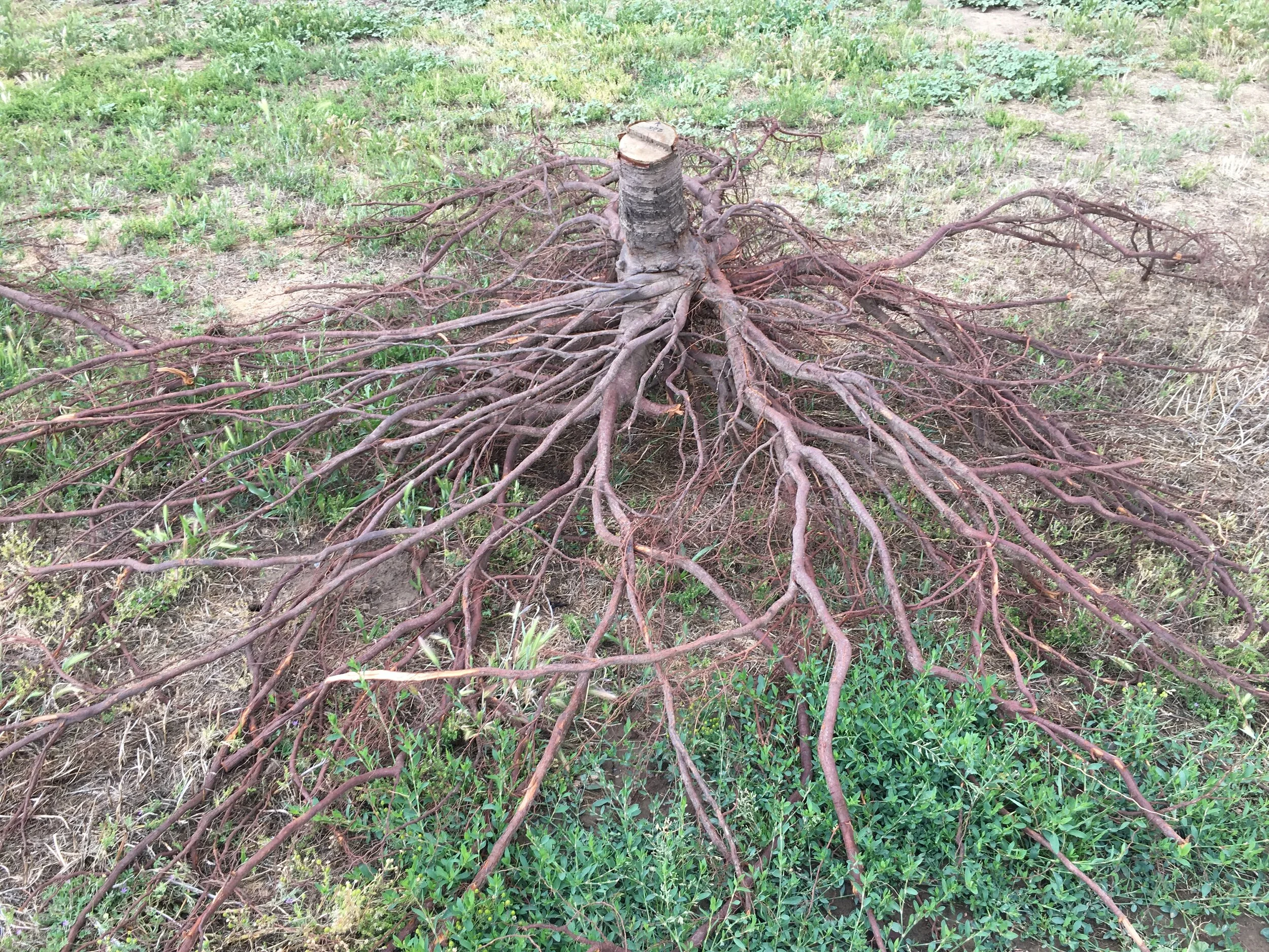Irrigation Management for Tree Health