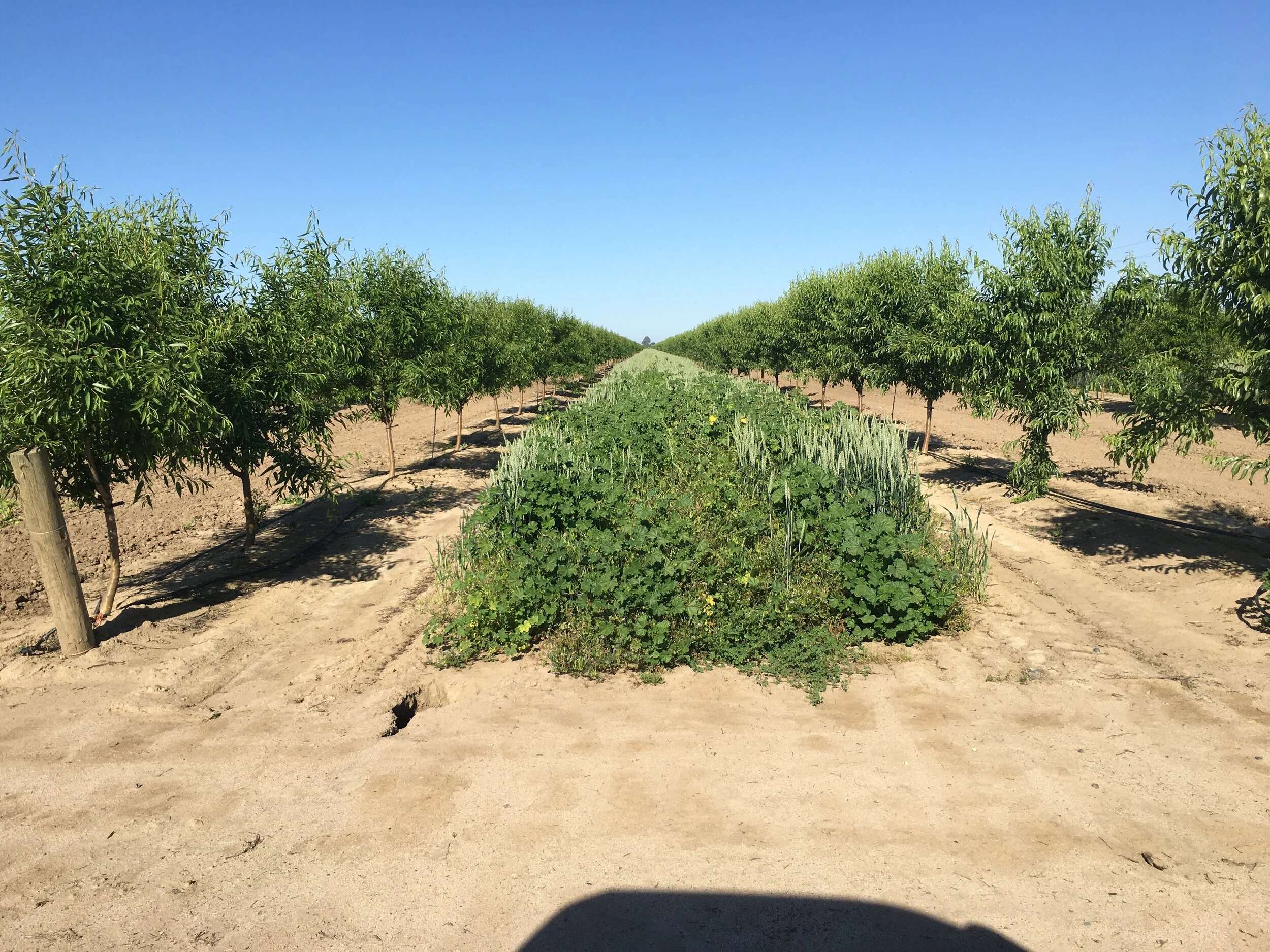 Introduction to Cover Crops with Amelie Gaudin and Katherine Jarvis-Shean