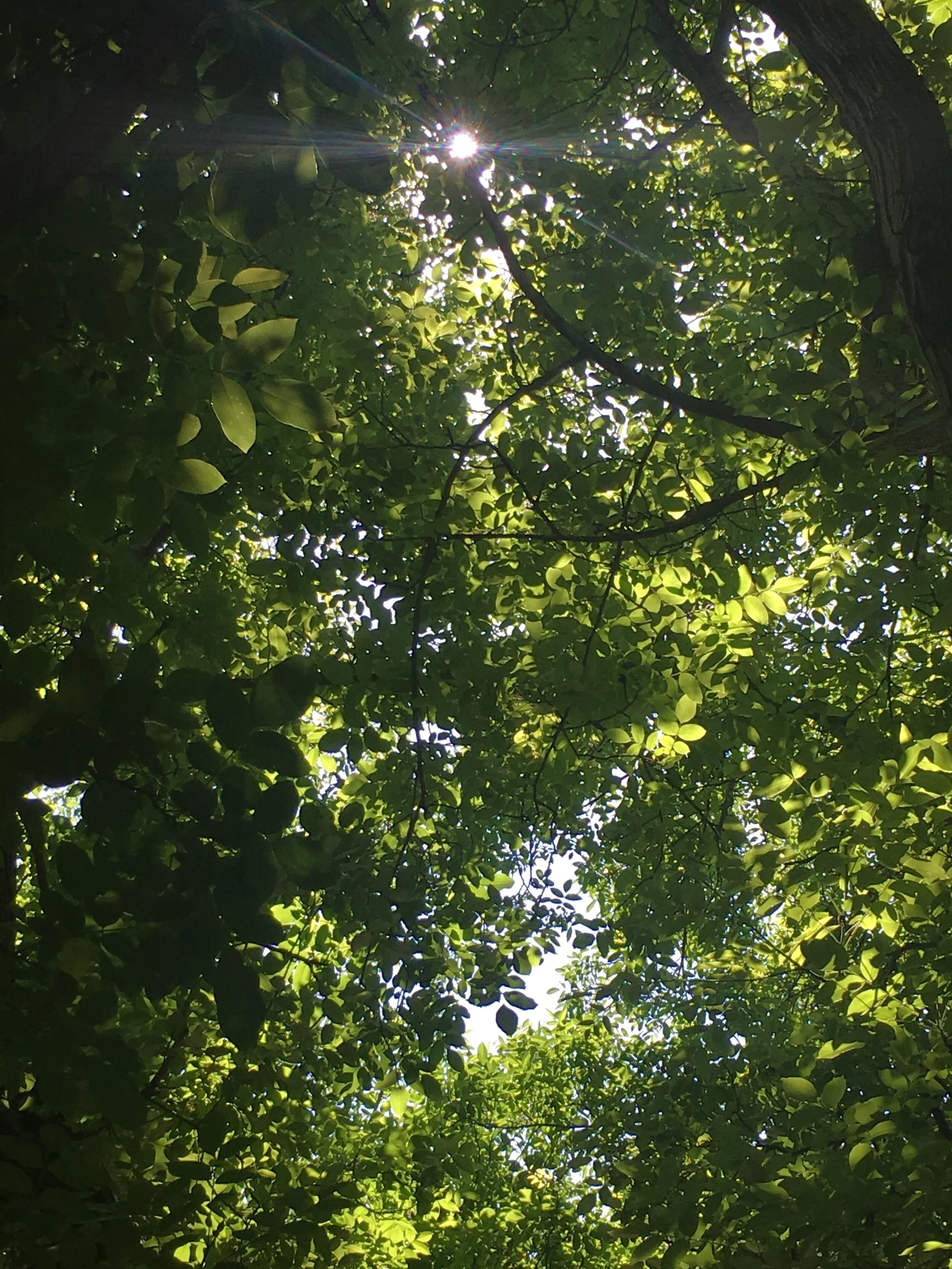 Walnut Fertilization