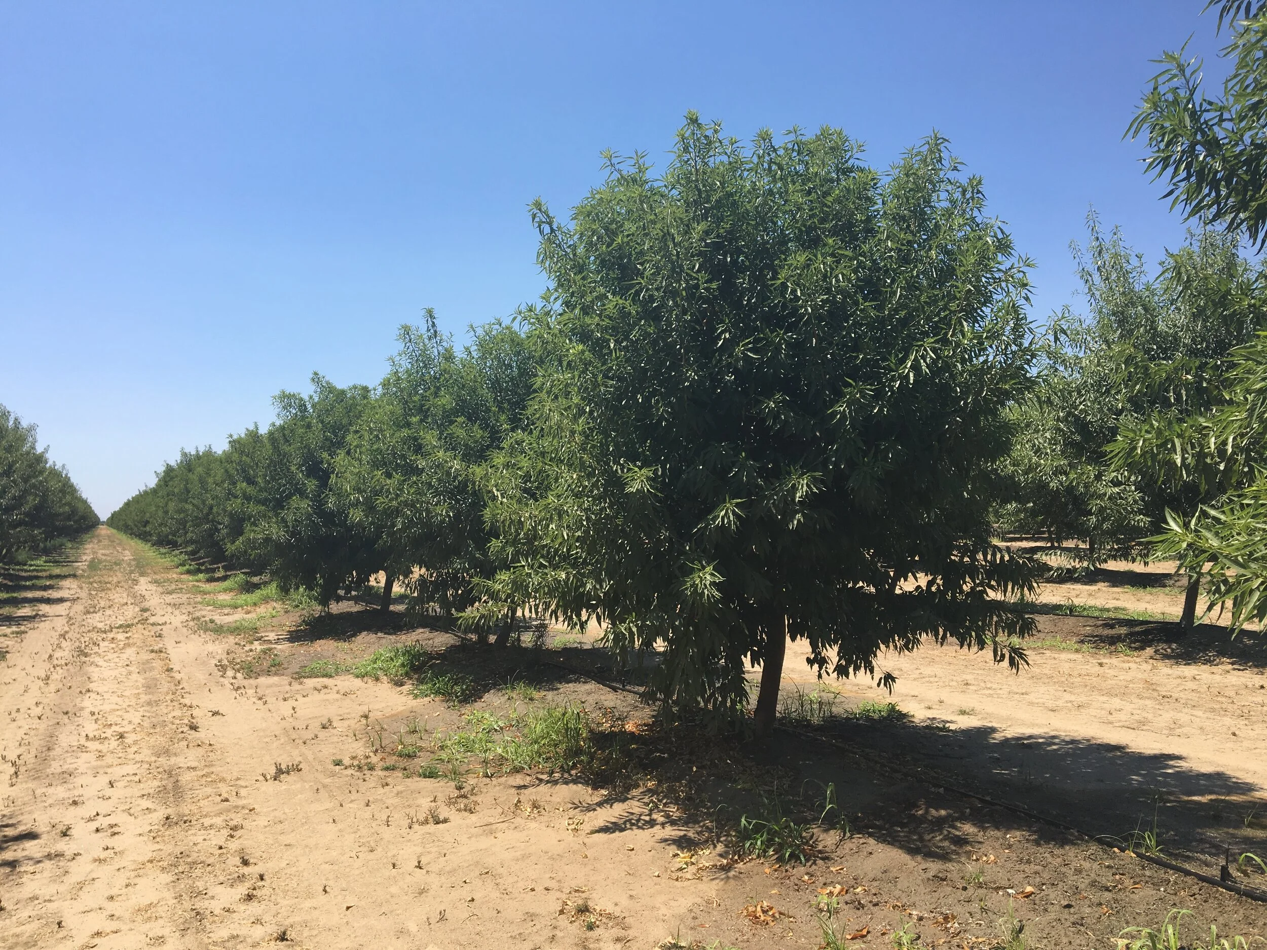 Young Almond Fertilization