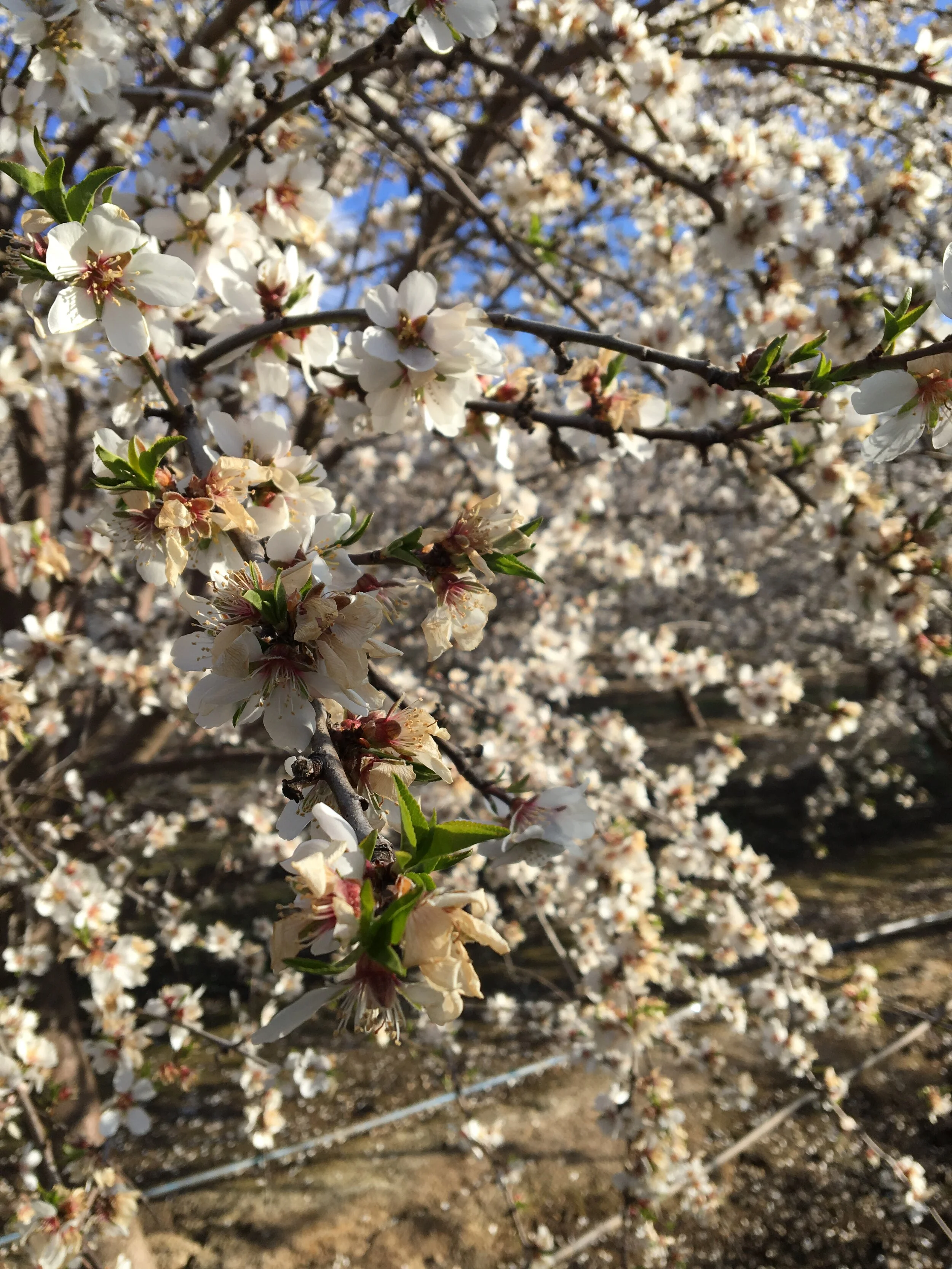 Bacterial Blast and Canker with Jim Adaskaveg