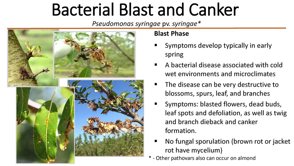 JEA- Bacterial blast and canker of almond 12-20 Podcast_Page_1.jpg