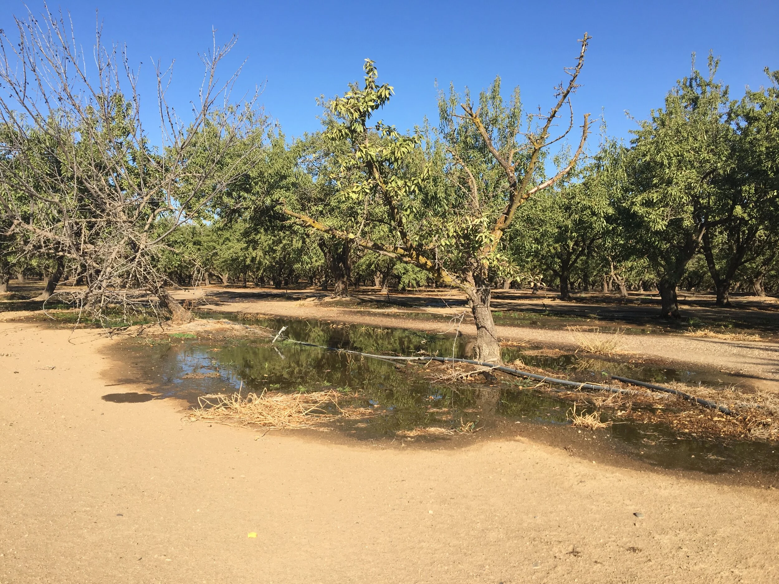 Irrigation Part 11: The Dangers of Irrigation Leaks with Tom Devol