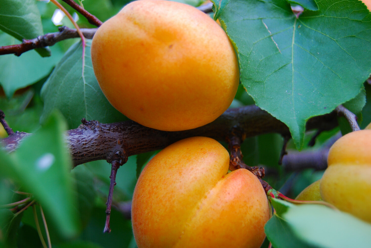 Apricots with Kari Arnold