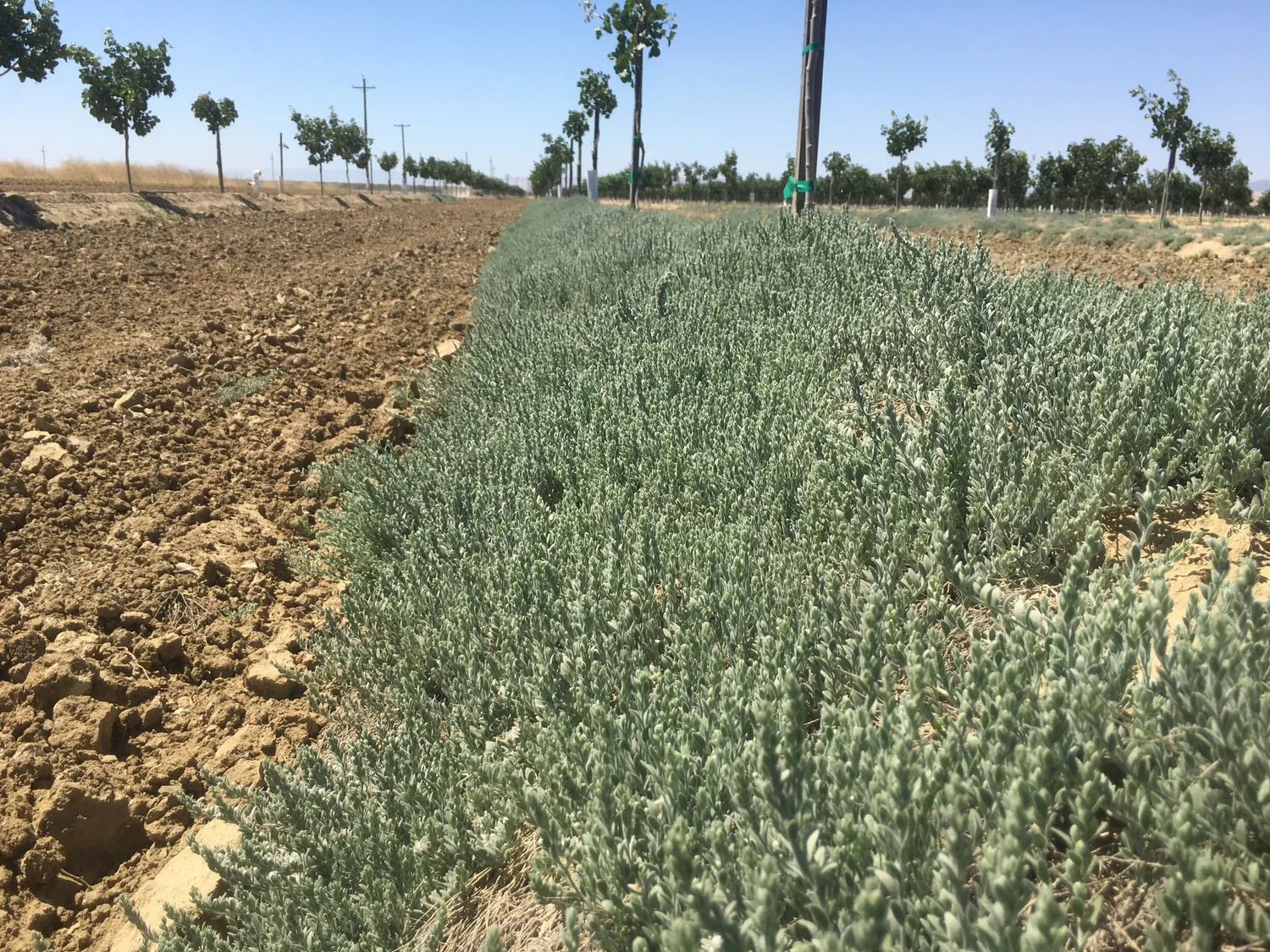 Encore: Climate Change Part 4: Weeds with Lynn Sosnoskie