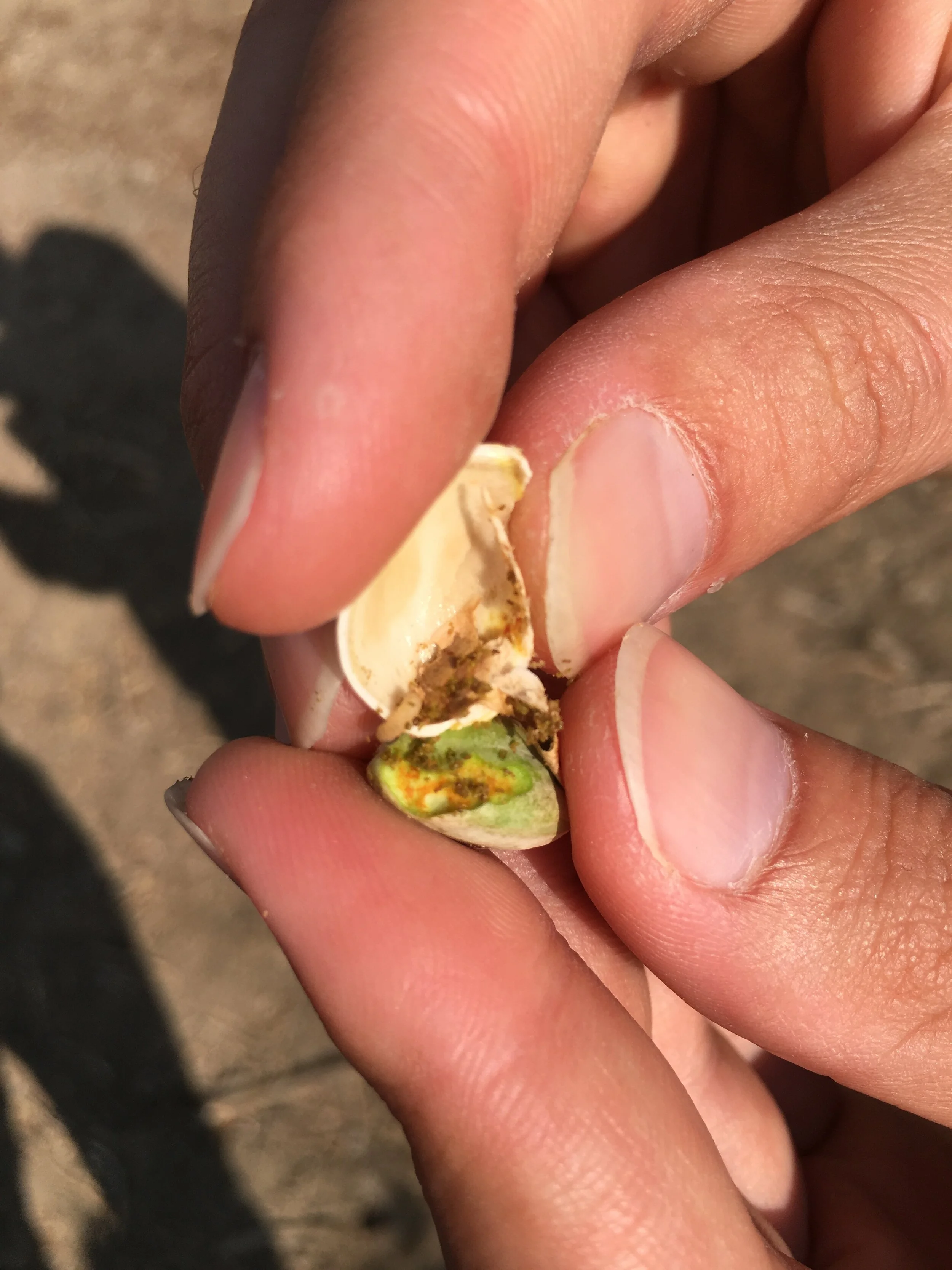 Climate Change Part 5: Navel Orangeworm with Tapan Pathak and Jhalendra Rijal