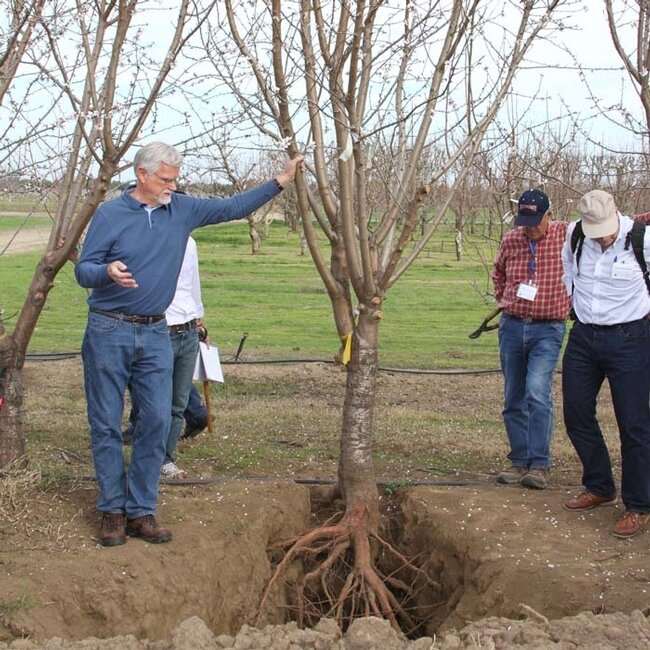 Rootstocks Part 1: Introduction with Ted DeJong