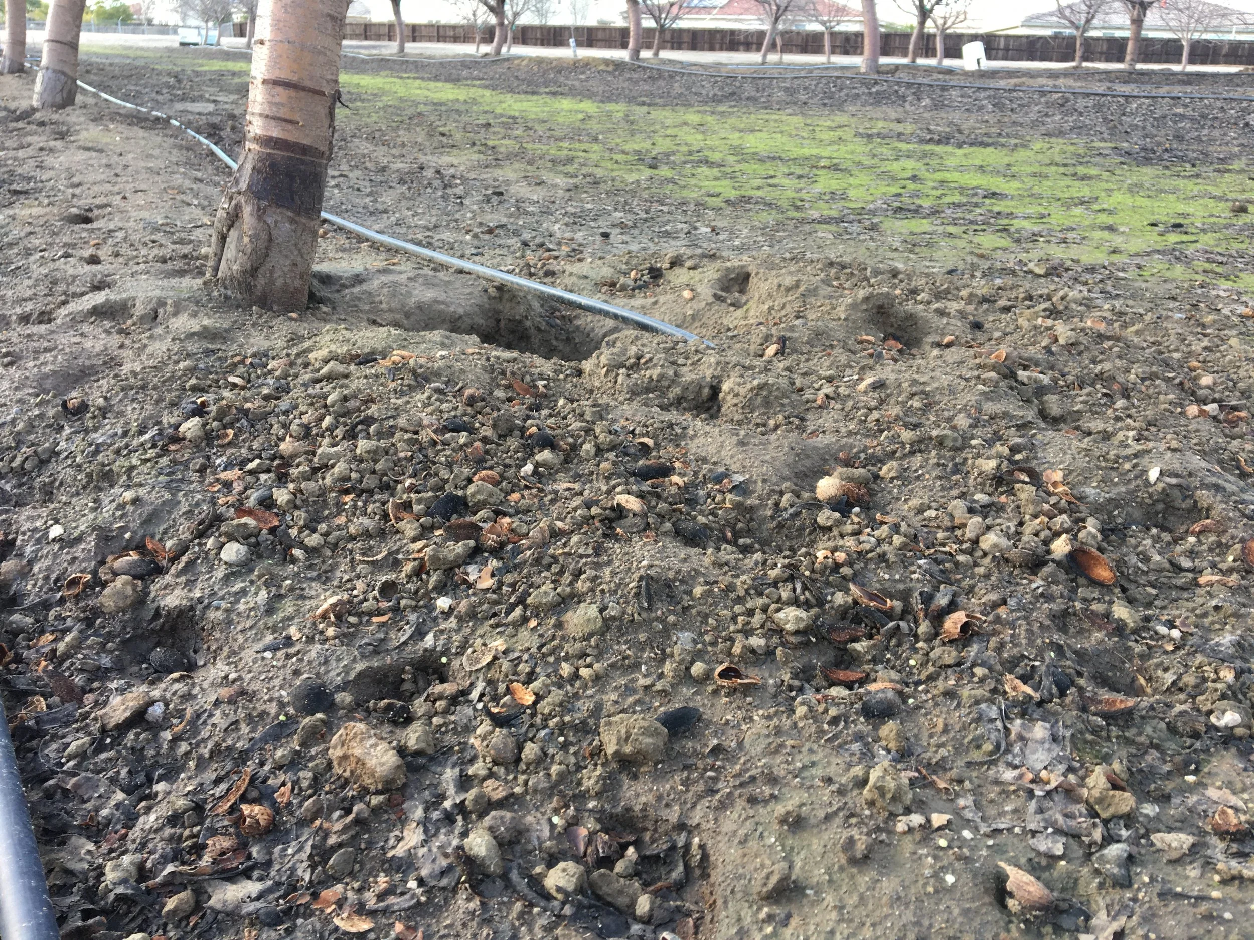 Vertebrate Pests with Roger Baldwin