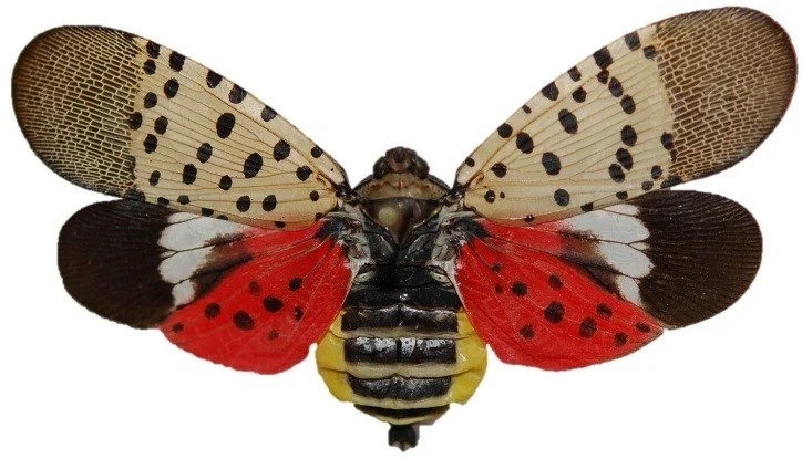 Spotted Lanternfly with Surendra Dara