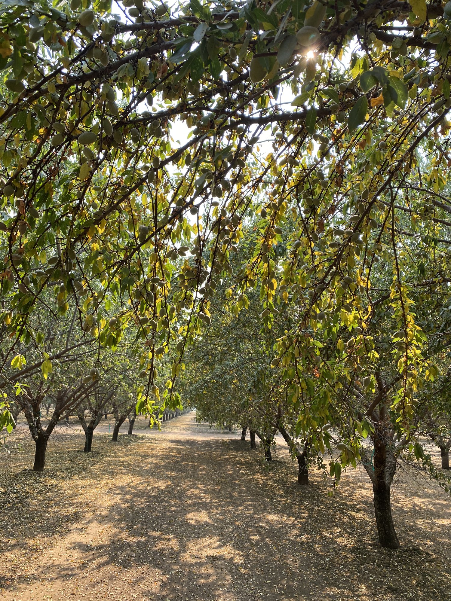 Drought in Almond with Ken Shackel