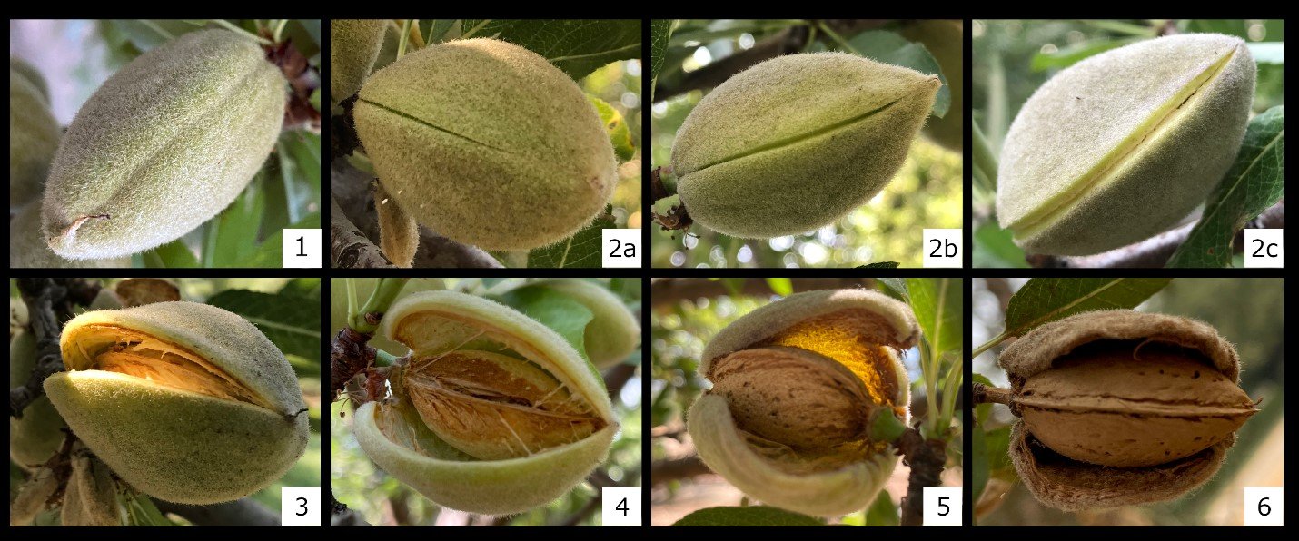 Almond Harvest Timing with Mel Machado