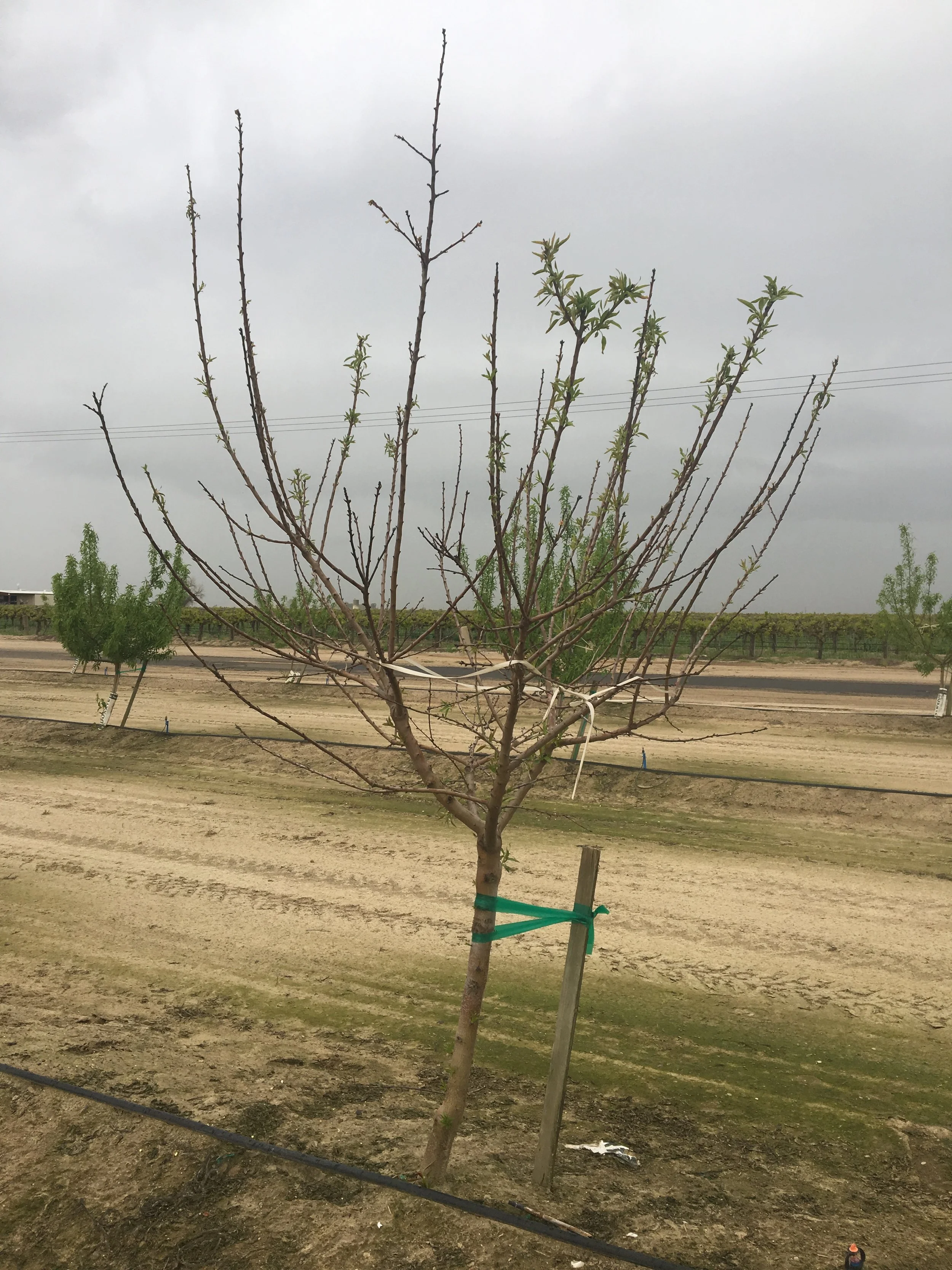 Bacterial canker with Mohammad Yaghmour