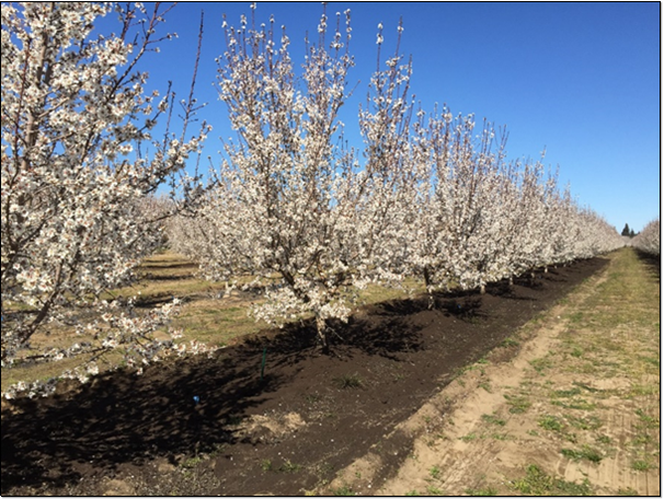 Compost May Not Improve Orchard Performance with Roger Duncan