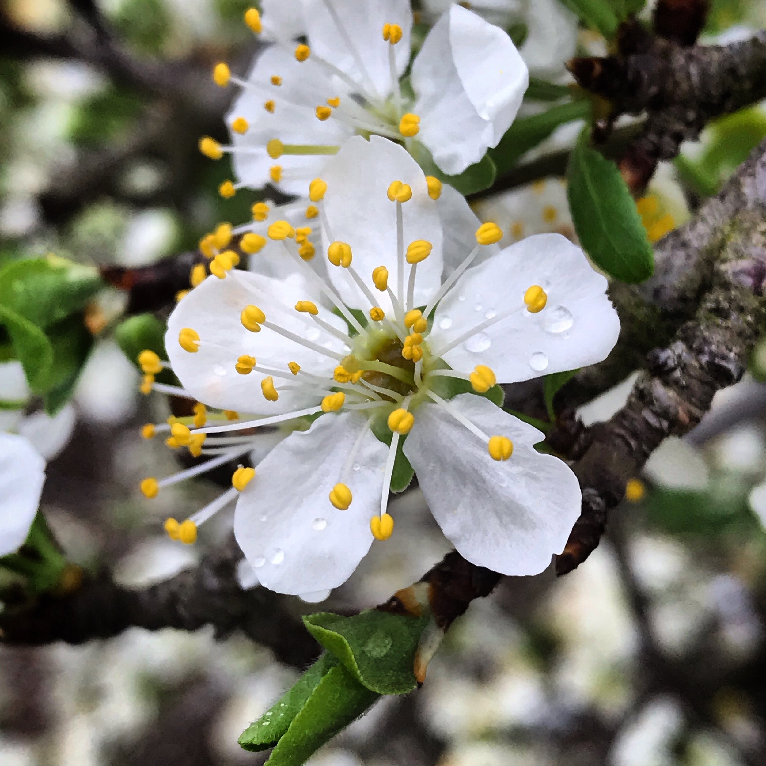Sacramento Valley March Orchard Tasks in 2023