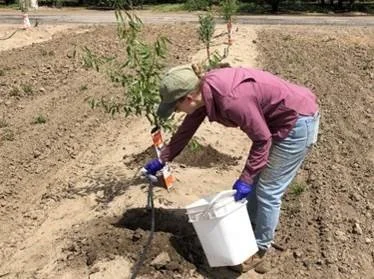 Phosphorus fertilization in newly planted almonds with Phoebe Gordon episode artwork