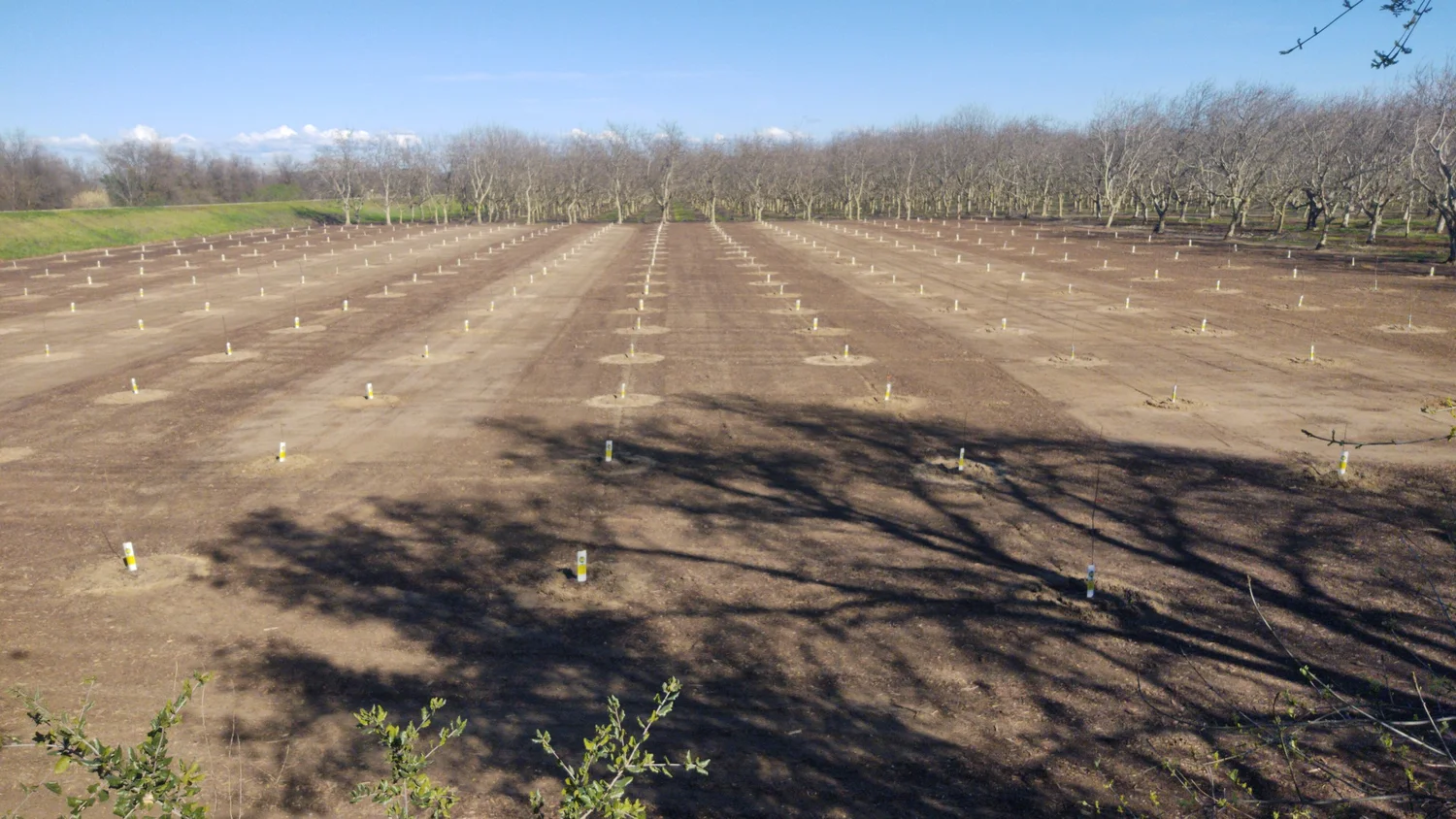Whole orchard recycling in walnuts with Luke Milliron episode artwork