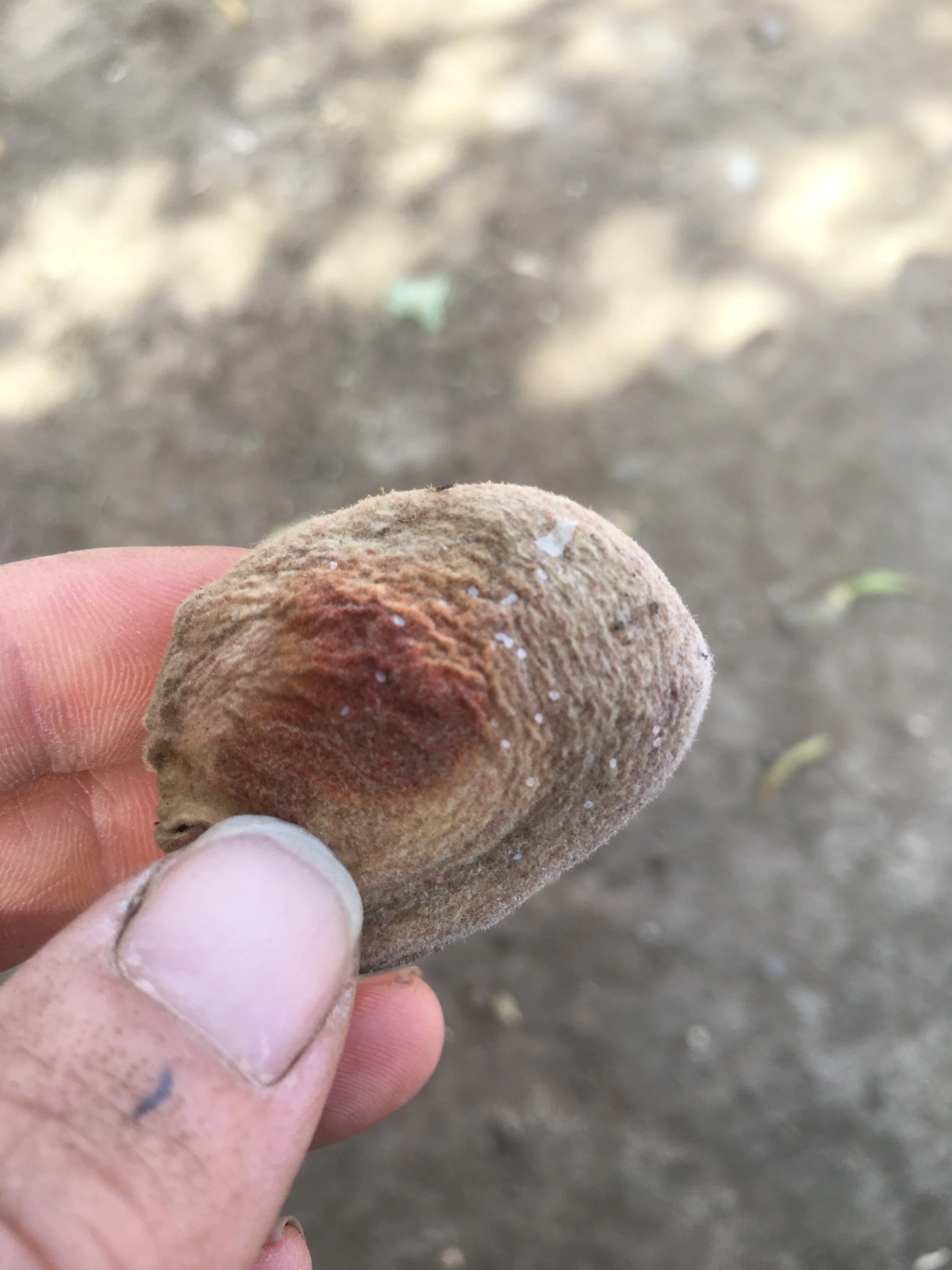 Navel Orangeworm mating disruption neighbors program