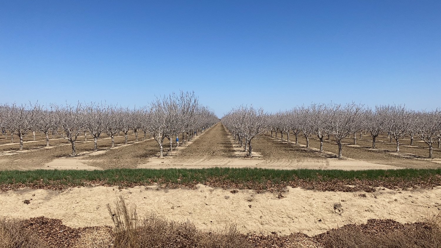 Evapotranspiration of pistachios in saline conditions with Daniele Zaccaria