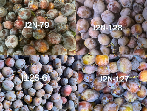 New UC Davis Prune Varieties Prove Promising episode artwork